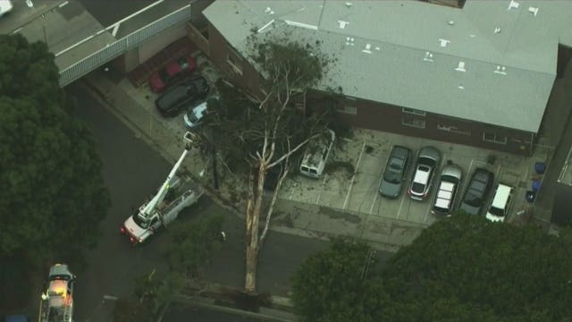 Massive tree crashes down on Hollywood apartment complex
