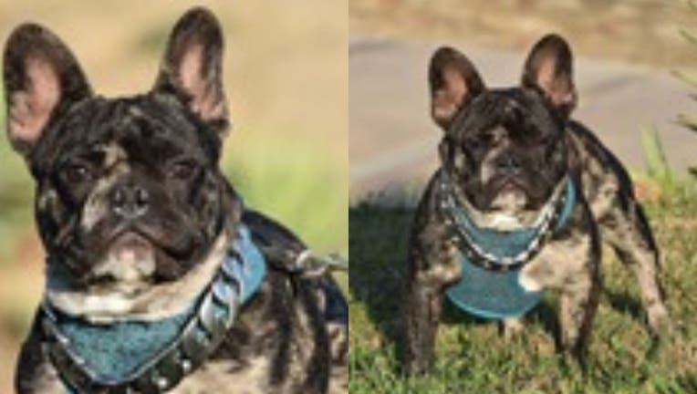 A French bulldog was allegedly stolen by a person riding a skateboard in the Wilmington area, according to the dog's owner.