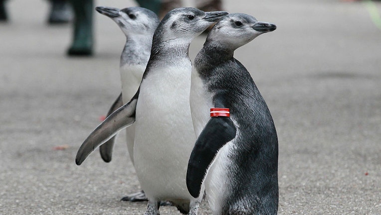 Penguins at the zoo