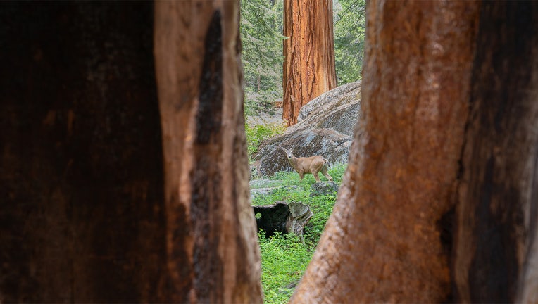 Sequoia and Kings Canyon National Parks edit