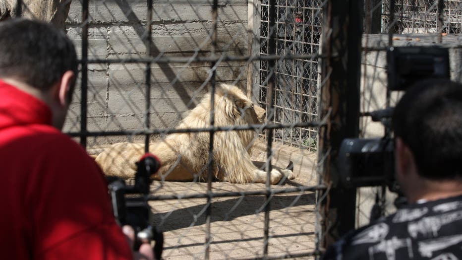 Ukraine zoo workers who stayed behind to care for animals found shot to  death