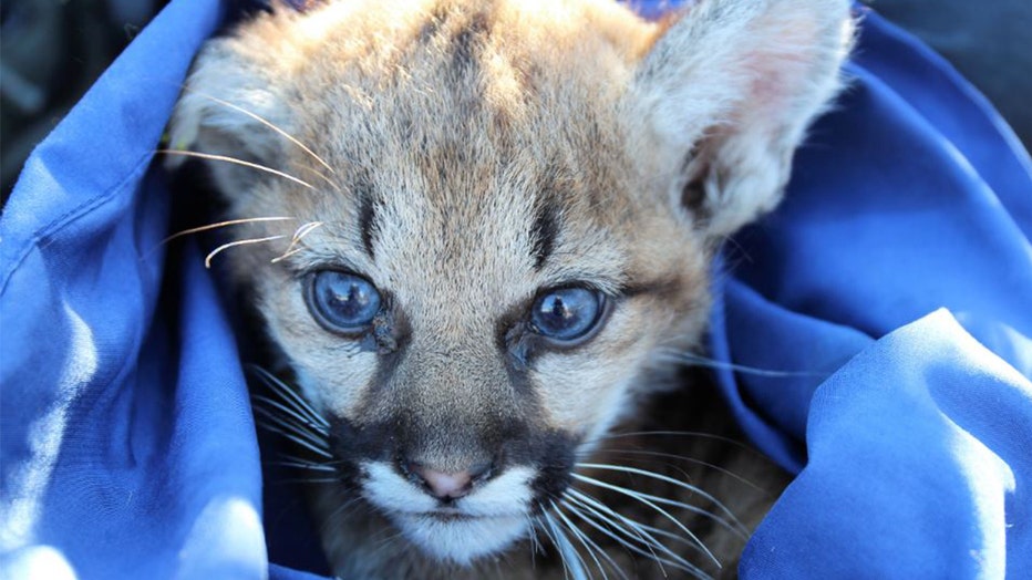 P-102, a six-week old mountain lion kitten who died, was found with three different types of anticoagulant rodenticide (AR) compounds in her liver.