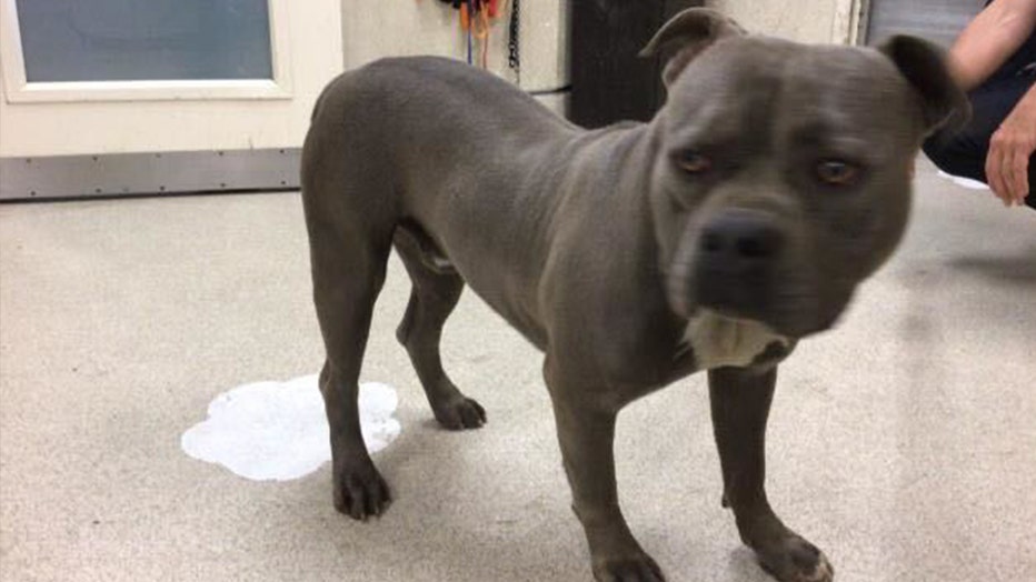 Photo shows the 2-year-old pit bull mix that attacked a 3-year-old girl in Hemet