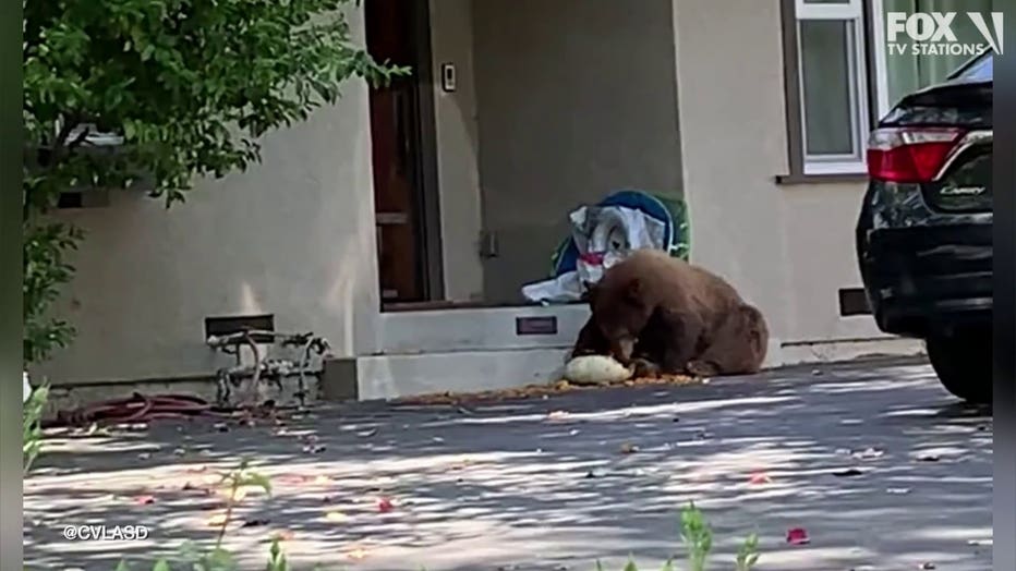 LASD shared a video of a bear enjoying their lunch their lunch at an LA County foothills neighborhood.