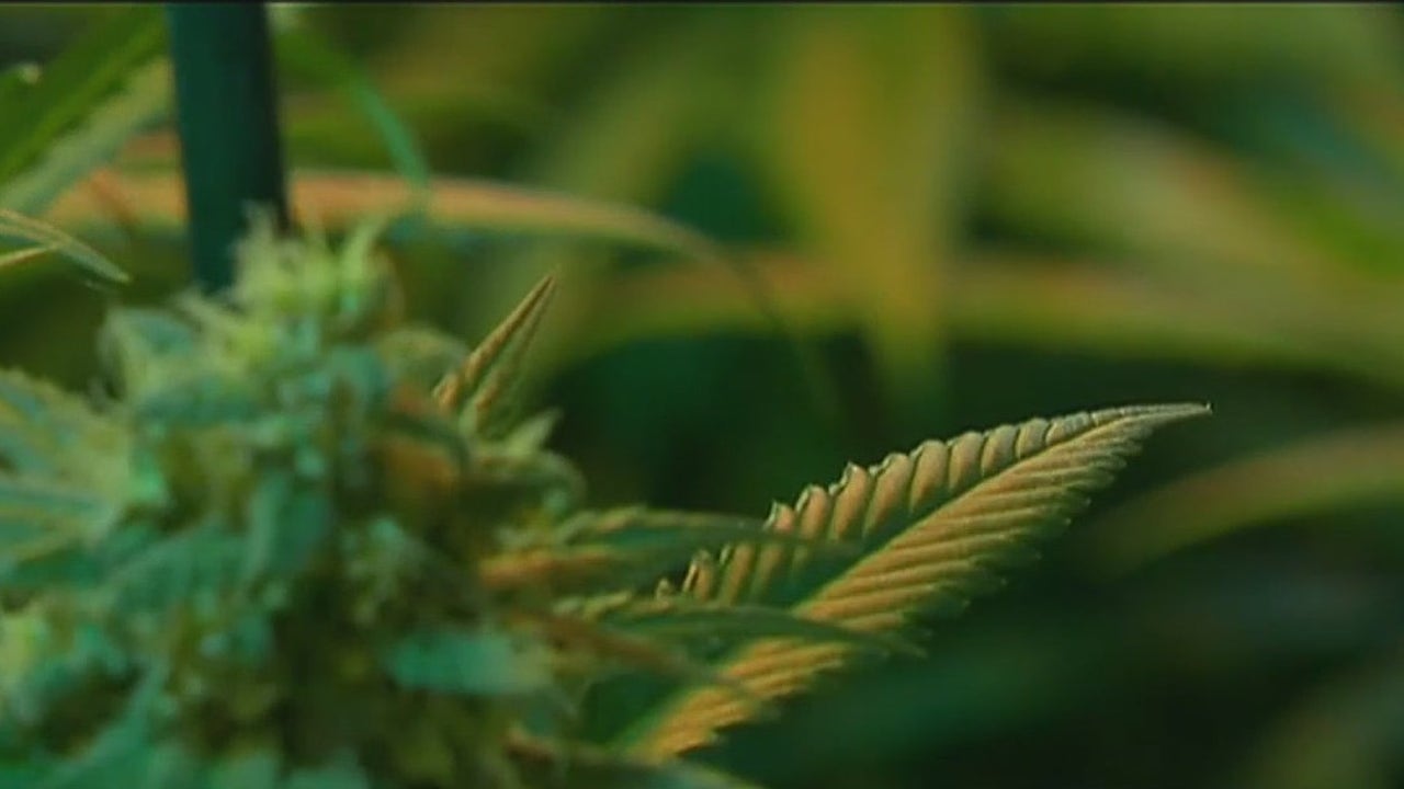 Tax Cut For California Pot Industry: Too Little, Too Late? | FOX 11 Los ...