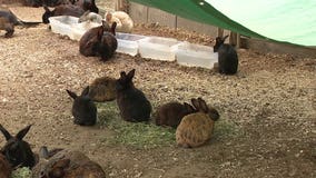 Mar Vista man hoarding hundreds of bunnies in his backyard