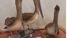 Several brown pelicans found injured or sick in SoCal; low food supply may be to blame