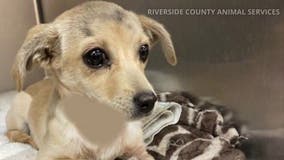 Chihuahua found shot with arrow in Riverside County survives, rehomed by loving family