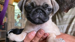 Puppy born with upside-down paws as shelter seeks donations for surgery