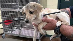 Puppy survives after being shot with arrow in Riverside County