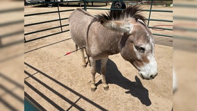 Southern California wild burro fatally shot with arrow