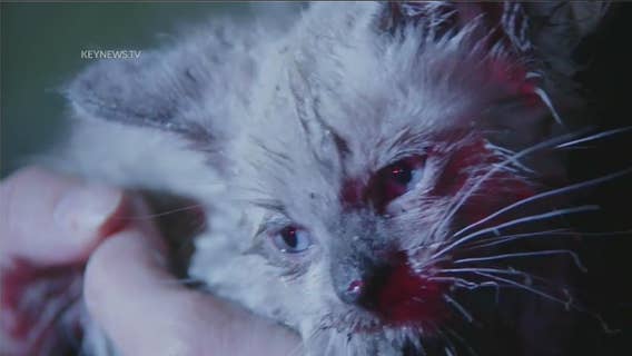 LAFD firefighters save kitten from burning building in South LA