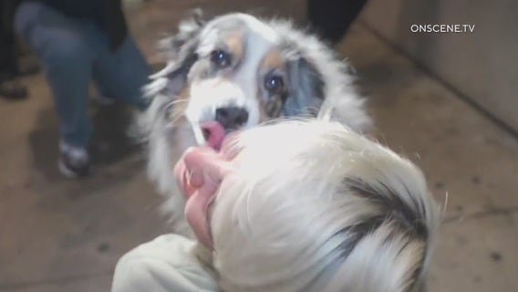 Citizen tip leads to tearful reunion between stolen dog and traveling nurse