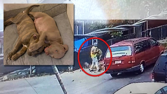 Pitbull puppies stolen from LA home of children with autism