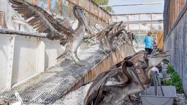 200 hungry, sick brown Pelicans being taken care of by San Pedro bird rescue