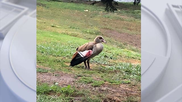 More ducks, geese killed by pellet gun fire in Costa Mesa park