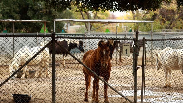Griffith Park pony rides: Clashes grow between activists , customers
