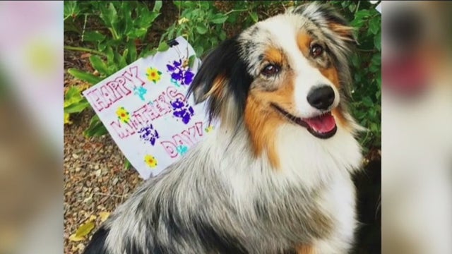 Traveling nurse's dog found safe after her camper got stolen in Los Feliz