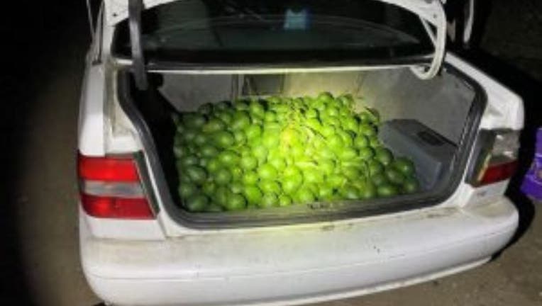 Avocado theft in santa barbara county