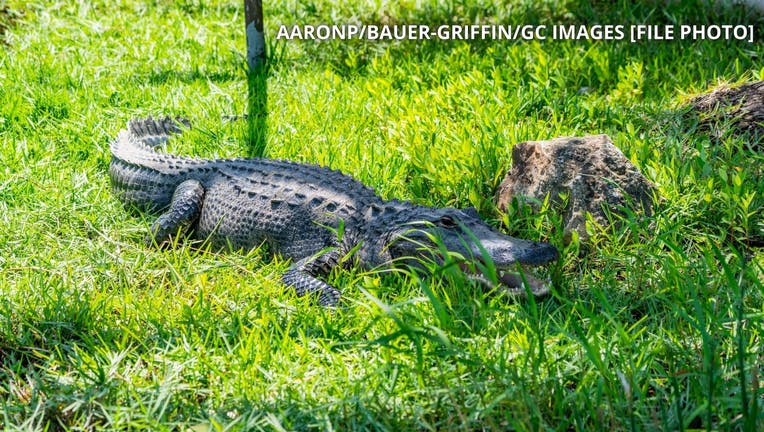 FILE PHOTO: General view of a wild alligator in the Everglades National Park on April 02, 2021 in Miami, Florida. (Photo by AaronP/Bauer-Griffin/GC Images)