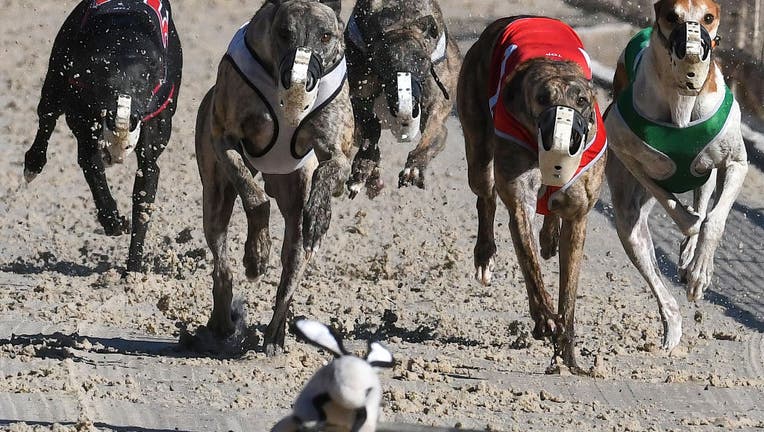 Dogs chase a mechanical lure during the final program of