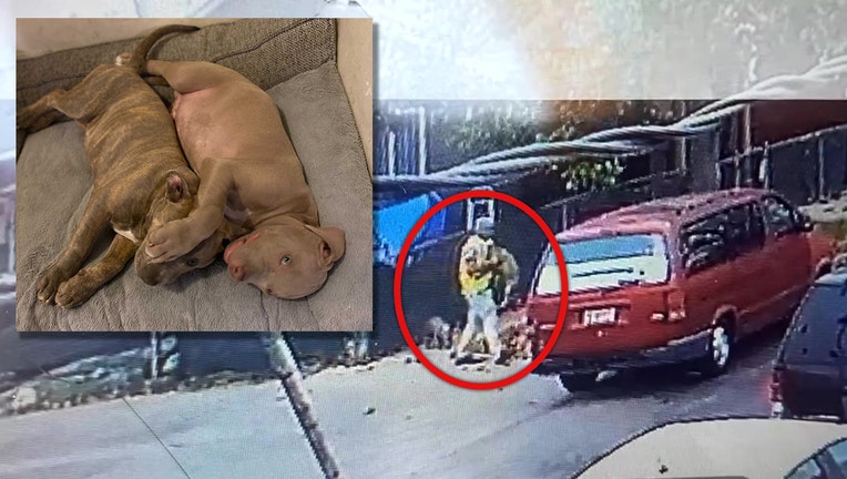 Suspect captured on surveillance video dognapping two pitbull puppies