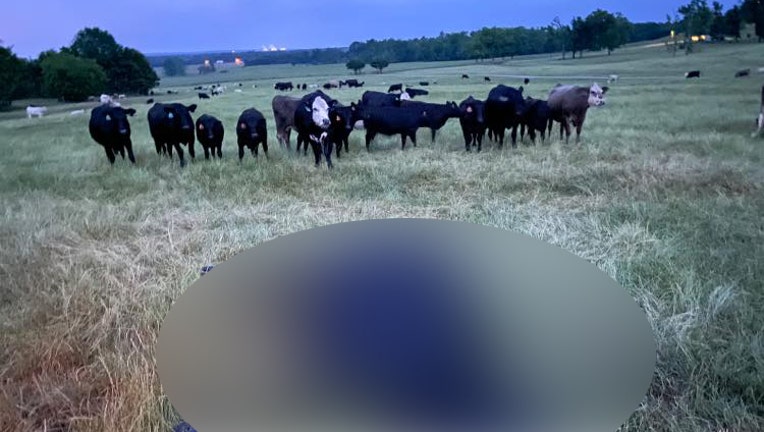 Lightning strike kills cow