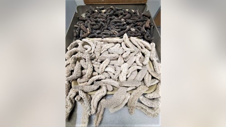 Dried Sea Cucumbers