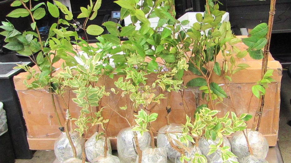 Plants for propagation 2