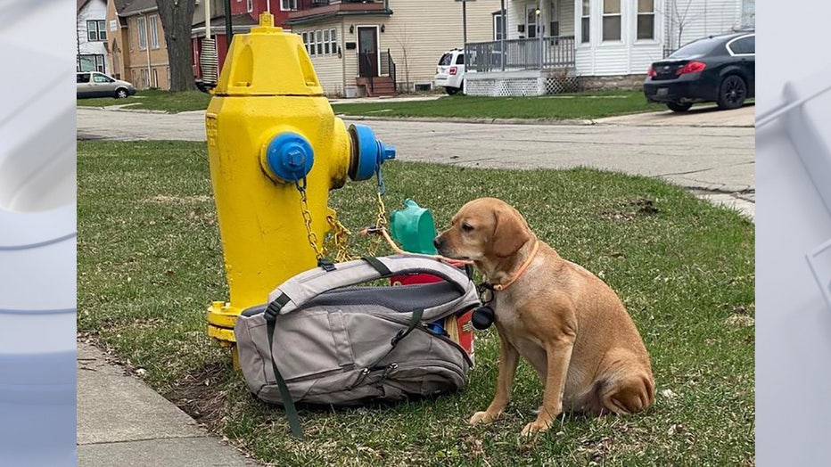 Baby Girl, dog tied to fire hydrant in Green Bay