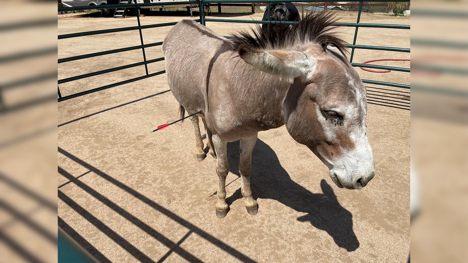A wild burro was fatally wounded with an arrow.