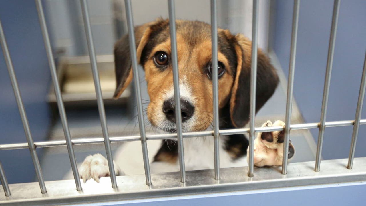 LA animal shelters accused of euthanizing healthy dogs due to overcrowded shelters