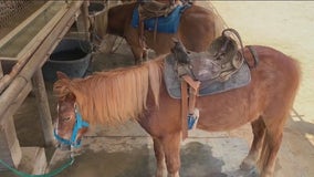 Griffith Park Pony Rides facing backlash from animal rights groups: Exclusive