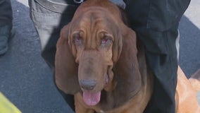 LAPD K9 Piper rewarded with In-N-Out burger for nabbing CHP shooting suspect
