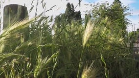 Dangers of foxtail grass: How it can kill pets