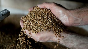 Wheat and barley shortage: How Russia-Ukraine war triggered a global food crisis