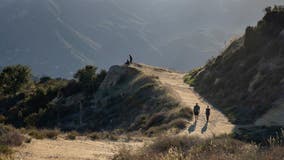 LA mountain lion P-54 killed by vehicle