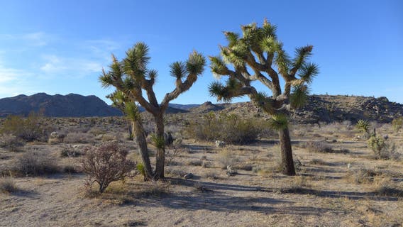 California debates listing western Joshua tree as threatened
