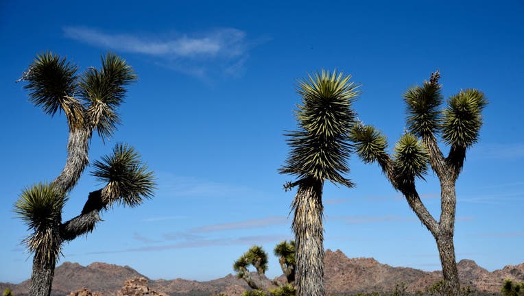 Joshua Tree National Park In California, USA