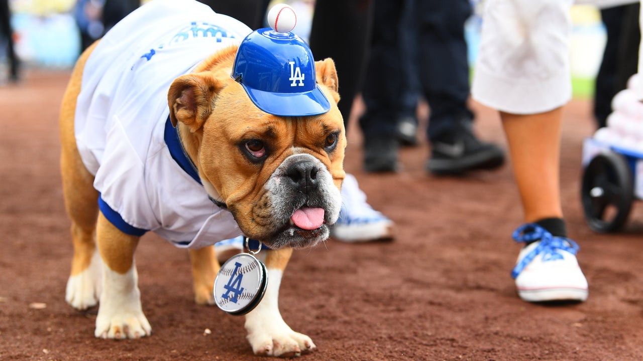 Dog store dodger hat