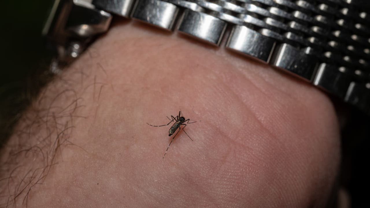 Los mosquitos recolectados en San Marino dieron positivo para el virus del Nilo Occidental