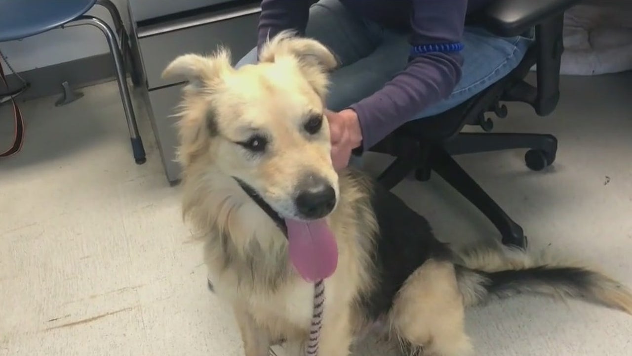Los Angeles city animal shelters in need of families looking to adopt, facility volunteers Los Angeles city animal shelters in need of families looking to adopt, facility volunteers