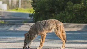Manhattan Beach looking to deal with coyote problem by seeking trapper