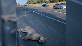 Mountain lion found dead on 101 Freeway struck by vehicle