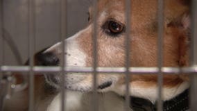 Furever home found: Beagles get adopted after being rescued from breeding facility