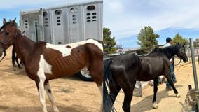 Dozens of neglected, malnourished animals recovered from Yucca Valley home