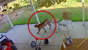 WATCH: Mountain lion spends 24 hours on the prowl in Simi Valley backyard