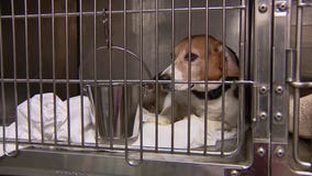 Hundreds of beagles up for adoption in SoCal after being rescued from breeding facility