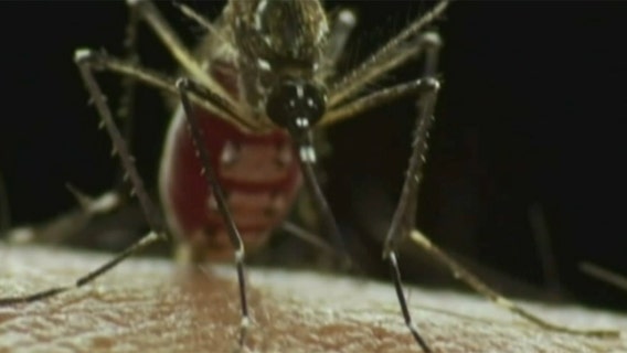Second case of dengue virus reported in LA County in less than a month
