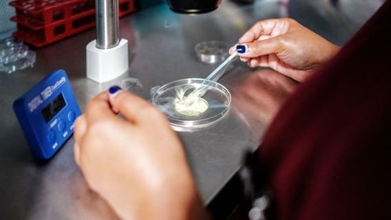 Couple sues Pasadena fertility clinic over alleged wrong sex embryo implant